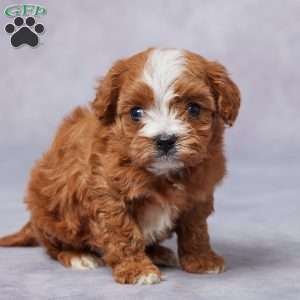 Emma, Cavapoo Puppy